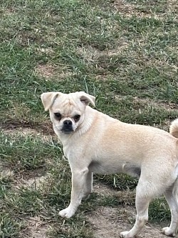 Barnaby- Pug/Chihuahua Male 1.5 Years