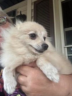 Casper-Pomerainian Male 1 Year