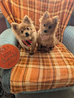 Buscuit and Butterscotch
