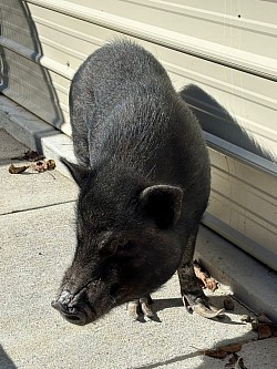 Elvis
