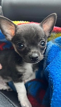 Mighty Mouse- Chihuahua Not Available Yet