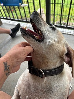 Eeyore- Beagle mix 5 years
